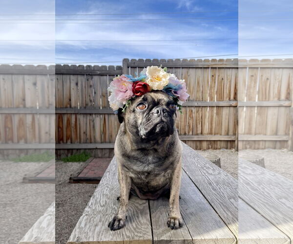 Medium Photo #2 Buggs Puppy For Sale in Sandy, UT, USA