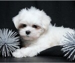 Small #2 Maltese