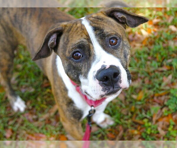 Medium Photo #2 Boxer-Plott Hound Mix Puppy For Sale in Tallahassee, FL, USA