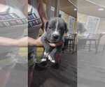 Small Photo #6 Cane Corso Puppy For Sale in WEST PALM BCH, FL, USA