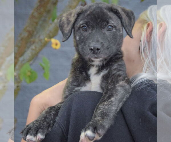 Medium Photo #5 Catahoula Leopard Dog-Labrador Retriever Mix Puppy For Sale in Huntley, IL, USA