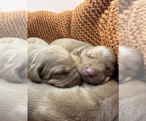 Vizsla Puppy for sale in THORNTON, CO, USA