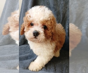Maltipoo Puppy for Sale in BURLINGTON, Massachusetts USA