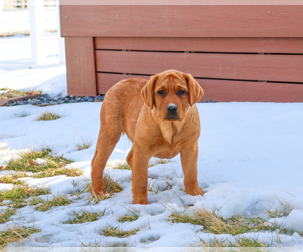 Medium Photo #4 Labrador Retriever Puppy For Sale in SYRACUSE, IN, USA