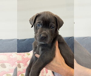 Charlotte's Puppy Noah - Male Labrador Retriever-Unknown Mix Dog for Adoption - Photo #3