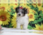 Birdie - Female Goldendoodle (Miniature) Puppy for Sale - Photo #9