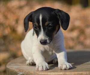 Jack Russell Terrier Puppy for sale in ORRVILLE, OH, USA