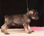 Puppy Azura Triumph Schnauzer (Standard)