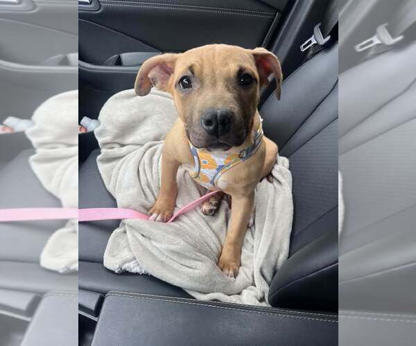 Medium Photo #7 Mutt Puppy For Sale in New York, NY, USA