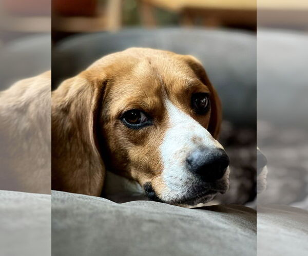 Medium Photo #1 Beagle Puppy For Sale in Minneapolis, MN, USA