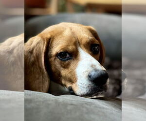 Beagle Dogs for adoption in Minneapolis, MN, USA