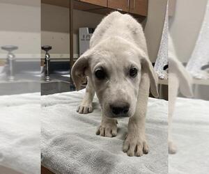Great Pyrenees Dogs for adoption in Modesto, CA, USA
