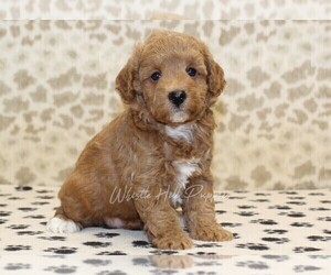 Miniature Bernedoodle Puppy for sale in DENVER, PA, USA