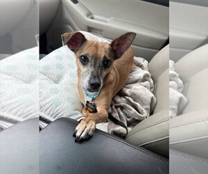 Romeo Jack - Male Chihuahua-Unknown Mix Dog for Adoption - Photo #3