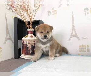 Shiba Inu Puppy for sale in SAN JOSE, CA, USA