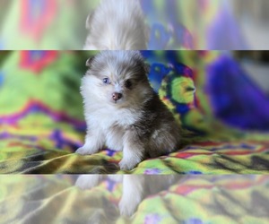 Pomeranian Puppy for sale in BLANCA, CO, USA