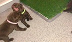 Small Photo #24 Labrador Retriever Puppy For Sale in MANTECA, CA, USA