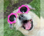 Small #3 Shih Tzu Mix