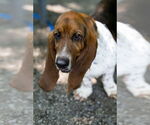Small #2 Basset Hound Mix