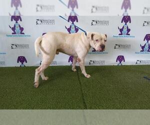 American Bulldog Dogs for adoption in Orlando, FL, USA