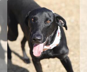 Labrador Retriever-Unknown Mix Dogs for adoption in San Antonio, TX, USA