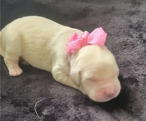 Medium Photo #2 Golden Retriever Puppy For Sale in SPARTA, NC, USA