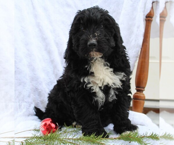 Medium Photo #1 Miniature Bernedoodle Puppy For Sale in EPHRATA, PA, USA