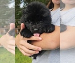 Small #10 Newfoundland