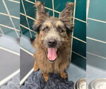 Mac HW+ - Male German Shepherd Dog-Irish Wolfhound Mix Dog for Adoption - Small photo