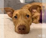 Small #9 Retriever  Mix