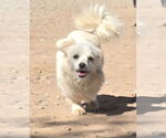 Small Pekingese Mix