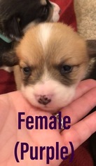 Pembroke Welsh Corgi Puppy for sale in NEVADA, MO, USA
