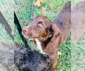 Josephine “Joey” - Female Australian Kelpie-Unknown Mix Dog for Adoption - Photo #2