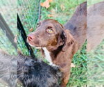 Small Photo #2 Australian Kelpie-Unknown Mix Puppy For Sale in Claremore, OK, USA