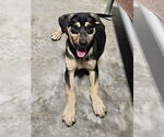 Small Labrador Retriever Mix