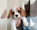 Puppy Harry Cavalier King Charles Spaniel