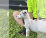 Small #3 Mutt