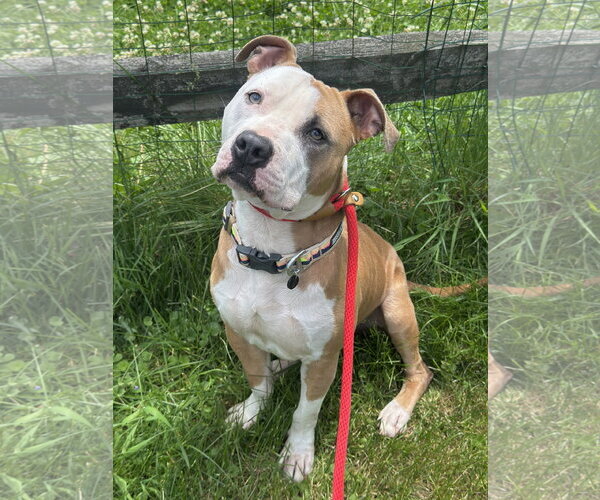 Medium Photo #3 American Pit Bull Terrier-Unknown Mix Puppy For Sale in Rockaway, NJ, USA
