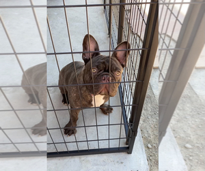 French Bulldog Puppy for sale in ALISAL, CA, USA
