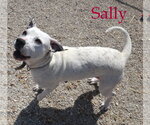 Small #5 American Bulldog Mix