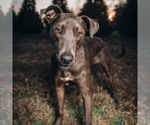 Labmaraner Dogs for adoption in Spring Lake, NC, USA