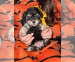 Small #2 Poodle (Miniature)