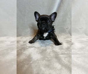 French Bulldog Puppy for sale in NAPLES, FL, USA