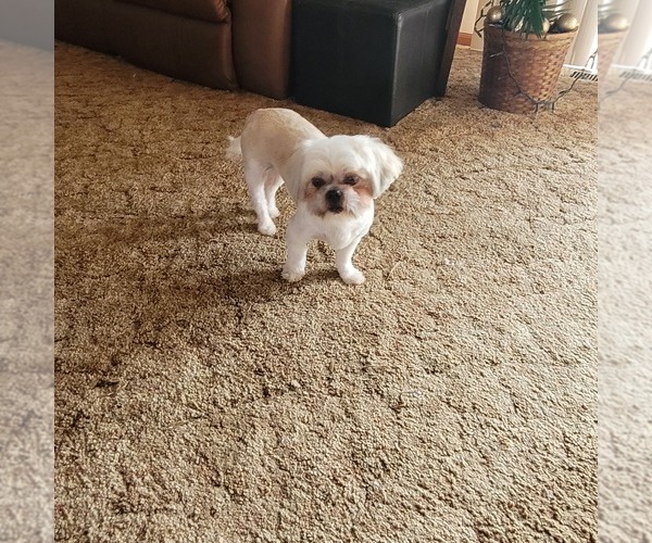 Medium Photo #1 Shih-Poo Puppy For Sale in HOBART, IN, USA