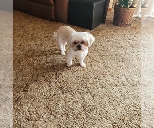 Mother of the Shih-Poo puppies born on 01/08/2026