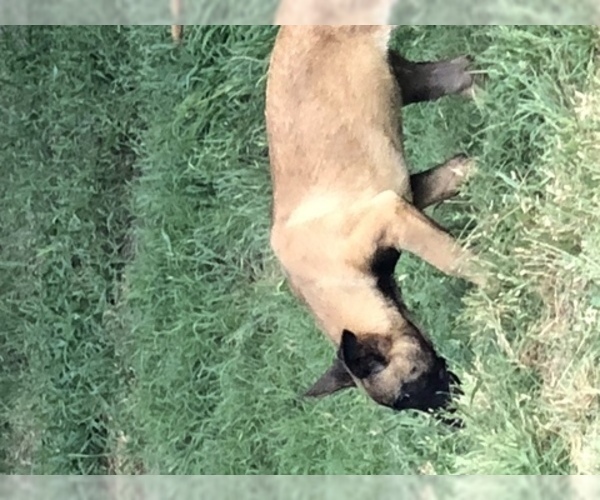 Medium Photo #19 Belgian Malinois Puppy For Sale in HARKER HEIGHTS, TX, USA