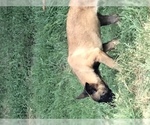Small Photo #19 Belgian Malinois Puppy For Sale in HARKER HEIGHTS, TX, USA