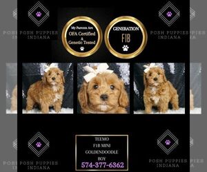 Goldendoodle Puppy for sale in WARSAW, IN, USA