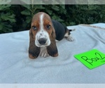 Small #1 Basset Hound