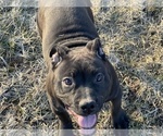 Small Photo #30 American Bully Puppy For Sale in REESEVILLE, WI, USA